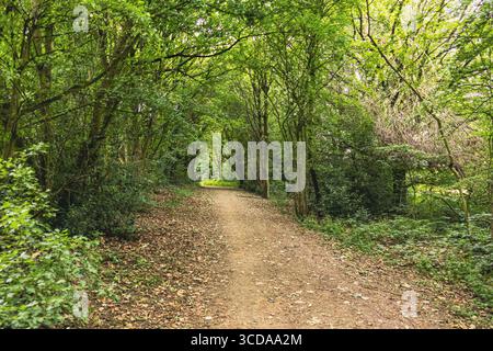 Unbefestigter Pfad schlängelt sich durch einen üppigen grünen Wald und bietet einen ruhigen und malerischen Blick auf die Natur Stockfoto