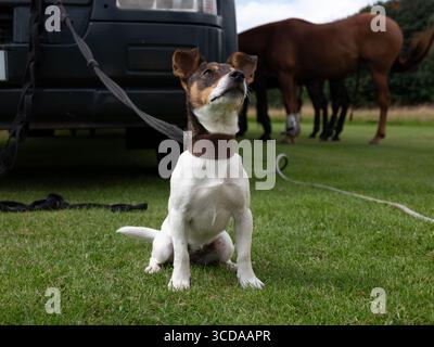 Ein junger Jack-russell-Hund im Park. Stockfoto