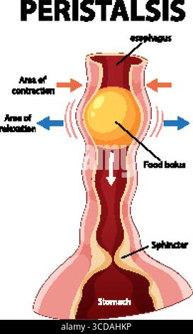 Vektorabbildung mit Peristaltik im Ösophagus mit markierten Teilen, die Kontraktions- und Entspannungsbereiche hervorhebt Stock Vektor