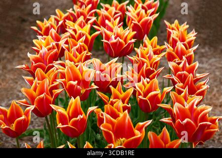 Nahaufnahme der violetten roten und gelben Blüten des Frühlingsblühenden Gartens Tulpe Tulpe Sonett. Stockfoto