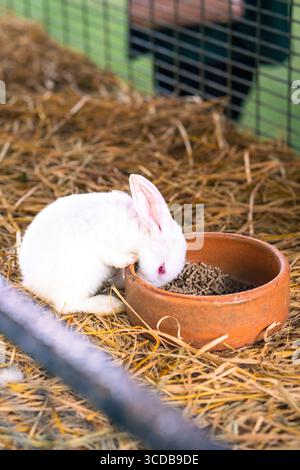 Weißes Kaninchen mit roten Augen hat sein Futter im Käfig. Stockfoto