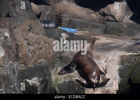 Sea Lion liegt auf Felsen in seinem Gelände in der Alaska Sea Life Center Railway Road Downtown Seward USA Stockfoto