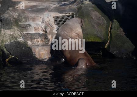 Sea Lions klettern auf Felsen in seinem Gelände im Alaska Sea Life Center am Ufer der Resurrection Bay Downtown Seward USA Stockfoto