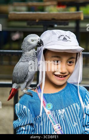 Putrajaya, Malaysia - 19. September 2024 afrikanischer Graupapagei - Psittacus erithacus auf der Schulter eines Kindes Stockfoto