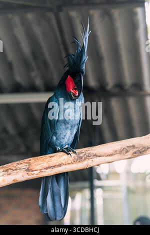 Probosciger aterrimus, Ein weißer Papagei auf einem Baumzweig und der Palmkakatoo, auch bekannt als goliath oder großer schwarzer Kakatoo. Stockfoto