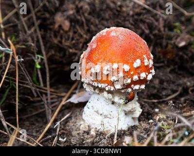 Giftige Pilzfliege auf dem Boden im Wald mit einem Marienkäfer drauf. Amanita im Wald, mit rotem Hut und weißen Flecken. Stockfoto