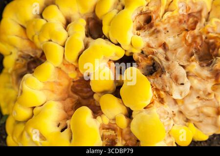 Ein Haufen gelbe Pilze aus der Nähe Stockfoto