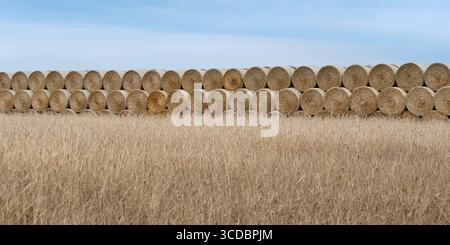 Goldenes Weizenfeld mit Reihen von Heuballen im Hintergrund unter einem ruhigen blauen Sommerhimmel, das ländliche Landwirtschaft und Erntezeit repräsentiert Stockfoto