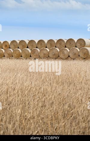 Vertikale Ansicht eines goldenen Weizenfeldes mit gestapelten Heuballen unter einem ruhigen Sommerhimmel, das die ländliche Erntezeit symbolisiert Stockfoto