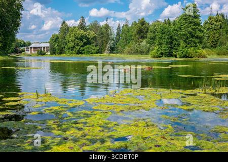 Enten fressen am Allikajarv-Quellsee. Janeda Village, Estland Stockfoto