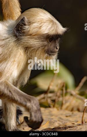 Ein einzelner Grauer Langur der nördlichen Ebene (Semnopithecus entellus) Stockfoto