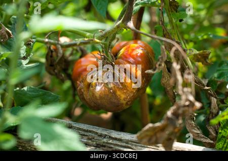 Tomatenfäule ist eine Krankheit, die durch einen pilzartigen Organismus verursacht wird, der sich schnell im Laub und in den Knollen oder in den Früchten von Kartoffeln und Tomaten ausbreitet. Stockfoto