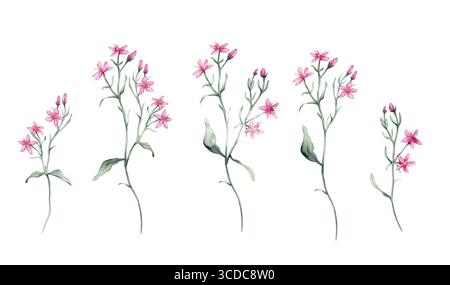 Aquarellset mit schöner rosa Blume auf weißem Hintergrund. Botanische Illustration Freihandzeichnung. Handgezeichnete Illustration Nelke mit Stockfoto