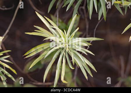 Blätter und Zweige im Strukturbaum im Hintergrund Stockfoto