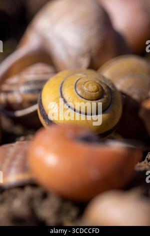 Trockene Schalen von Traubenschnecken auf dem Boden, eine große Anzahl leerer Schneckenschalen auf dem Boden nach der Überwinterung, Nahaufnahme Stockfoto