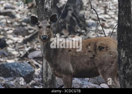 Weibchen- oder Hinterhirsch (Rusa unicolor) in typischen dichten Wäldern Stockfoto