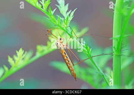 Große Mücke lebt auf Unkrautscheiben auf Unkraut Stockfoto