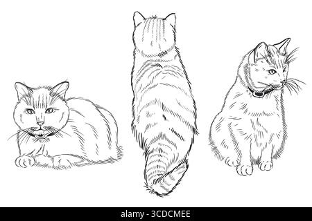 Eine Reihe von Vektorillustrationen, Katzen in verschiedenen Posen. Siamkatze im Kragen, handgezeichnet in Tinte die Abbildung ist zum Bedrucken geeignet Stock Vektor