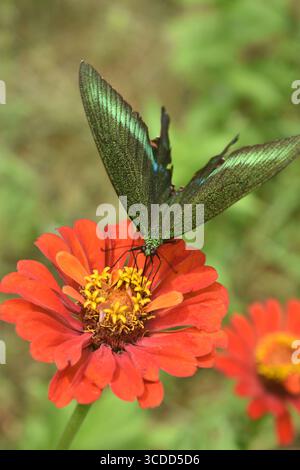 Ein lebendiger Schmetterling thront zart auf einer bunten Blume, schlürft Nektar unter natürlichem Tageslicht und zeigt die Schönheit der Bestäubung in einem Garten. Stockfoto