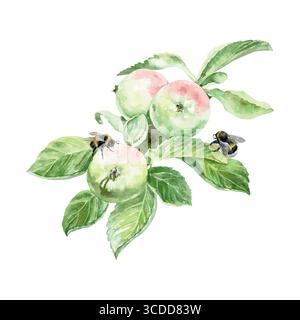 Apfelzweig und Bienen. Handgezeichnete Aquarellillustration einer Pflanze mit grünen Blättern und runden Reifen Früchten. Botanische ClipArt für Lebensmittel und Kosmetik Stock Vektor