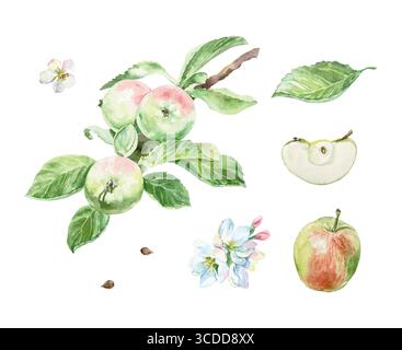 Äpfel botanisches Set. Wunderschöner Zweig, saftige Früchte ganz und halb, Blatt, Blumen, Samen. Handgezeichnetes Aquarell Clip Art isoliert. Für die Gestaltung von Lebensmitteln Stock Vektor