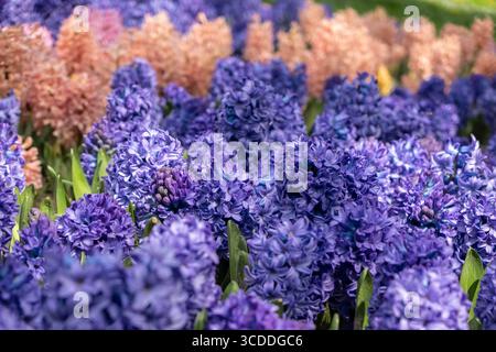Ein Glade voller farbenfroher Hyazinthen im Stadtpark. Unscharfer Vordergrund. Frühlingsblumen-Konzept Stockfoto