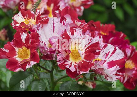 Strauchrose, Rosensorte Maurice Utrillo, Niederlande Stockfoto