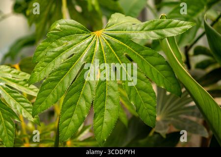 Nahaufnahme eines grünen Blattes von Fatsia japonica. Stockfoto