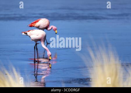 James Flamingos (Phoenicoparrus jamesi), auf einem gefrorenen See, Eis, Reflexionen im Eis, Laguna Canapa, Lagune Route, San Pedro de Quemes, Departament Stockfoto