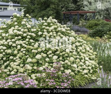 Waldhortensie (Hydrangea arborescens 'Grandiflora'), egapark, Deutschland Stockfoto
