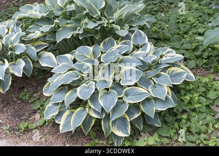 Funkia (Hosta 'First Frost'), Olbrich Botanical Gardens, Vereinigte Staaten von Amerika Stockfoto