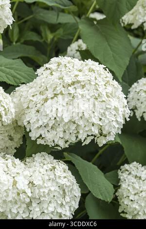 Schneeballhortensie (Hydrangea arborescens STRONG ANNABELLE), an den Dorfwiesen 9, Deutschland Stockfoto