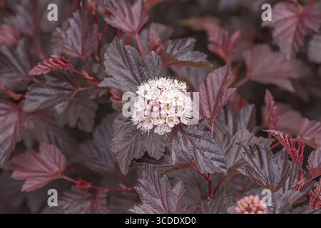 Rotblättrige Blasenkiefer (Physocarpus opulifolius LADY IN ROT), Harry van de La Sortimentgarten, Niederlande Stockfoto