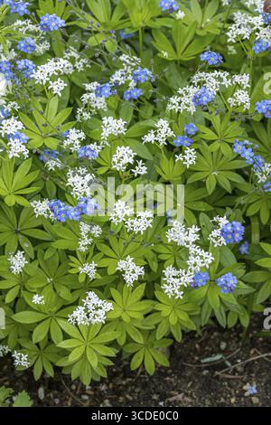 Woodruff (Galium odoratum), (Myosotis sylvatica), Blume, an den Dorfwiesen 9, Bundesrepublik Deutschland Stockfoto