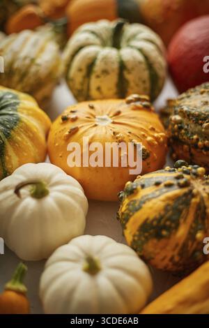 Bunte verschiedene Arten Mini Kürbisse auf weißem Hintergrund, Draufsicht, flache Lay. Herbst Hintergrund. Komposition zu Halloween oder Thanksgiving Stockfoto