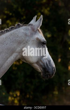 Seitenprofil-Porträt eines weißen Pferdes in natürlichem Licht, mit dunklem, verschwommenem Hintergrund, Frankreich. Stockfoto
