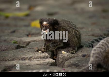 Ein gemeines Murmeltier (Callithrix jacchus), das auf einem Kopfsteinpflasterweg sitzt und Brot isst, fotografiert bei natürlichem Licht in Rio, Brasilien. Stockfoto