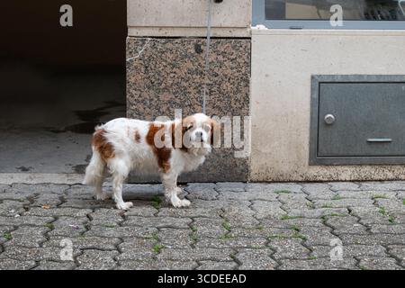 Ein süßer Hund wartet auf dem Bürgersteig mit seiner Leine. Ein Kavalier König Charles Spaniel. Stockfoto