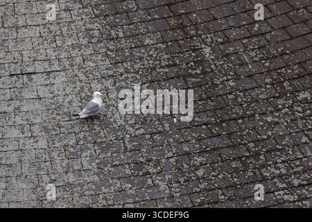 Schwarzbeinige Kätzchen Rissa tridactyla, Erwachsener auf dem Dach, Newcastle-upon-Tyne, Tyne and Wear, Großbritannien, Juli Stockfoto