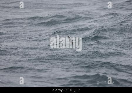 Ozeansonnenfisch Mola mola, Jungflosse bricht die Oberfläche, Falmouth Bay, Cornwall, Großbritannien, Juli Stockfoto