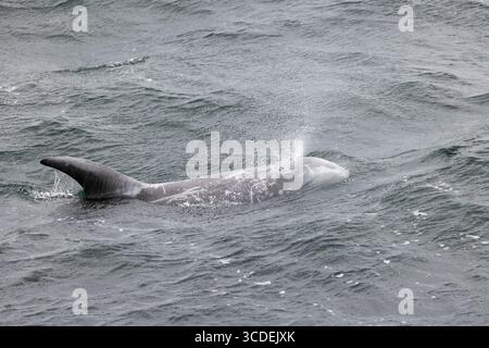 Rissodelfin Grampus griseus, Schwimmen für Erwachsene, Falmouth Bay, Cornwall, Großbritannien, Juli Stockfoto