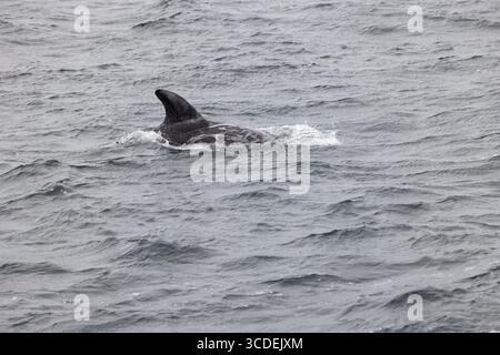 Rissodelfin Grampus griseus, Schwimmen für Erwachsene, Falmouth Bay, Cornwall, Großbritannien, Juli Stockfoto
