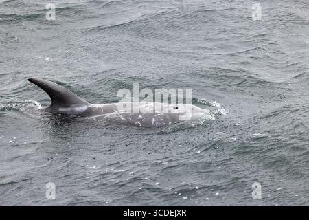 Rissodelfin Grampus griseus, Schwimmen für Erwachsene, Falmouth Bay, Cornwall, Großbritannien, Juli Stockfoto