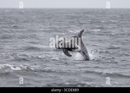 Rissodelfin Grampus griseus, Erwachsenensprung, Falmouth Bay, Cornwall, Vereinigtes Königreich, Juli Stockfoto