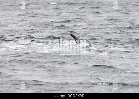 Rissodelfin Grampus griseus, Schwimmen für Erwachsene, Falmouth Bay, Cornwall, Großbritannien, Juli Stockfoto