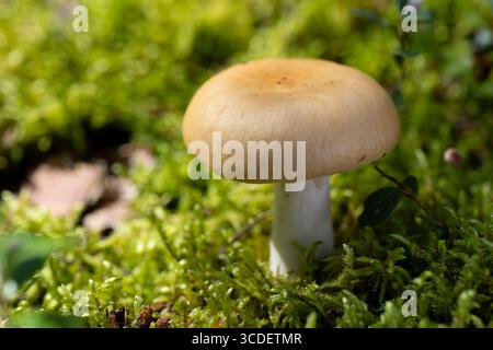 Essbare Pilze wachsen in Moos, im Wald an einem sonnigen Tag. Gelbe Russula. Stockfoto