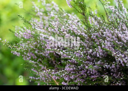 Nahaufnahme von rosa Heidekraut in einem Sommerwald Stockfoto