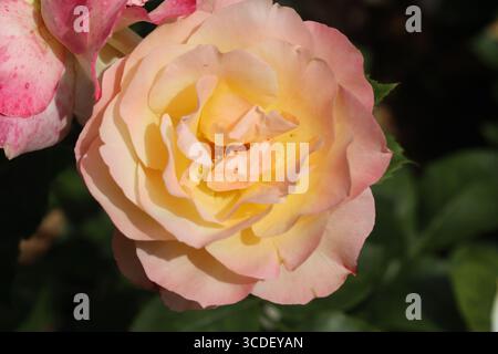 Eine Rose ist eine holzige mehrjährige blühende Pflanze der Gattung Rosa, in der Familie Rosaceae, oder die Blume, die sie trägt Stockfoto