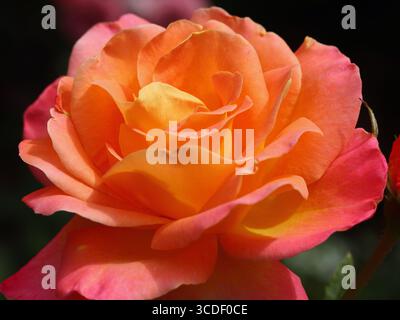 Eine Rose ist eine holzige mehrjährige blühende Pflanze der Gattung Rosa, in der Familie Rosaceae, oder die Blume, die sie trägt Stockfoto