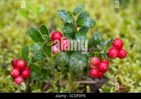 Vaccinium vitis-idaea (Preiselbeere, Paprikabeere oder Kuhbeere). Frische wilde Preiselbeere im Wald. Bio-Preiselbeere. Stockfoto
